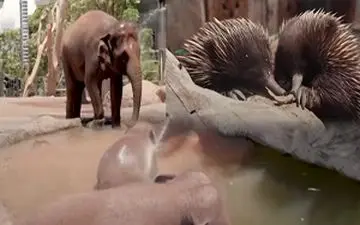 فرار حیوانات باغ وحش تارونگای استرالیا از گرما + فیلم