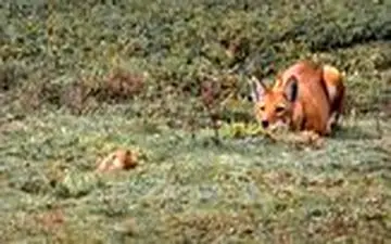 شکار حرفه‌ای موش کور توسط گرگ گرسنه 