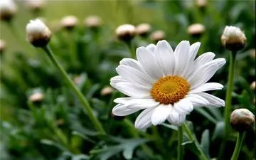  بهبود دیابت با مصرف دم‌نوش بابونه