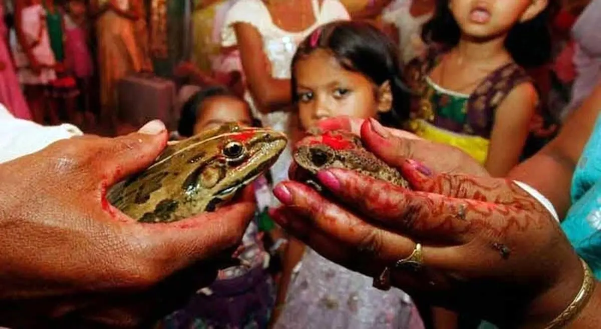 مراسم پرسر و صدای جشن ازدواج دو دختر ۷ ساله هندی با دو قورباغه! (+عکس)