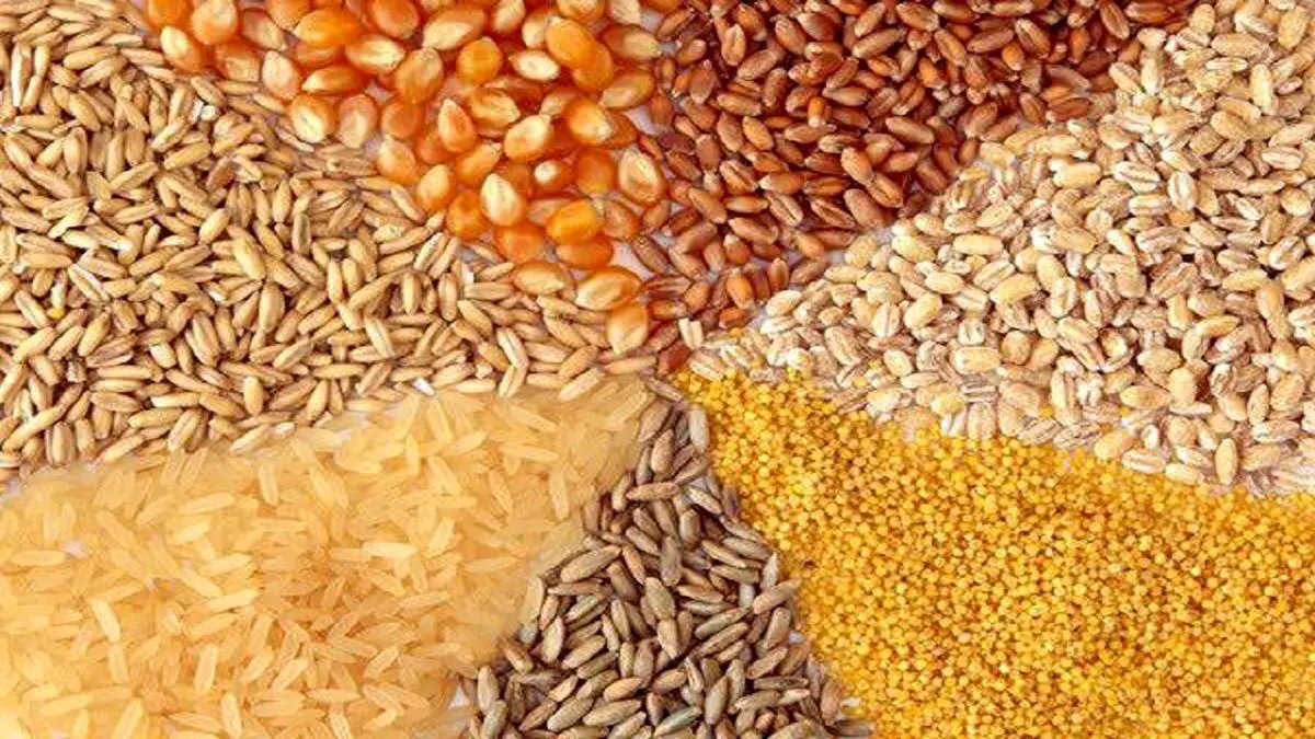 نرخ جدید نهاده‌های دامی و محصولات کشاورزی امروز 29 مرداد 1404؛ قیمت‌های تازه بازار