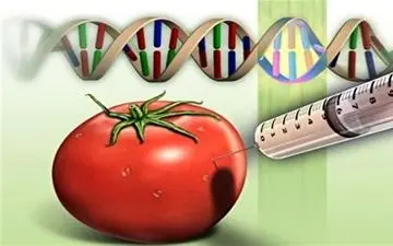 آیا محصولات تراریخته سرطان‌زا هستند؟ + فیلم 