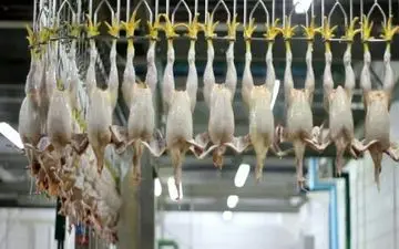 تشکیل پرونده گران‌فروشی برای یک کشتارگاه مرغ در کرمانشاه