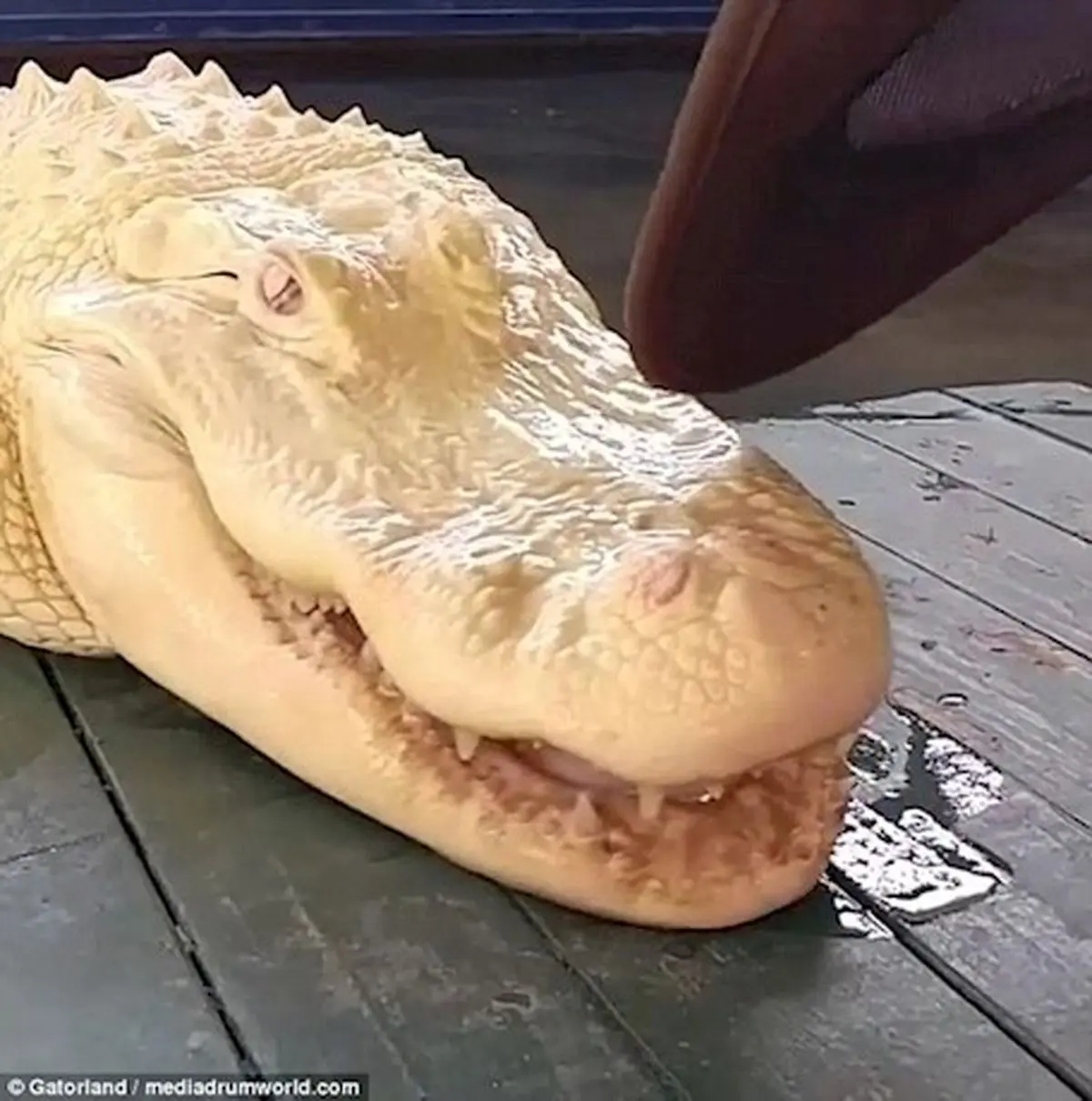 وحشتناک ترین تمساح جهان