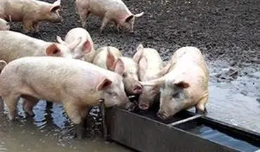 زجرکش کردن خوک‌ ها در کشتارگاه