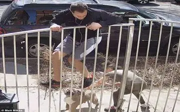 لحظه وحشتناک حمله سگ به دونده‌ای که در حال ورزش بود 