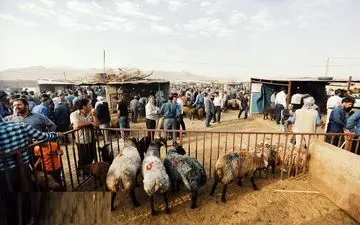 یک مقام مسئول در وزارت صنعت:
قیمت عرضه دام زنده در عید سعید قربان ۴۷ هزار تومان است