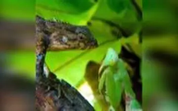 حشره سبز رنگی که بعد از شکار، رنگ خون طعمه‌اش را به خود مى‌گیرد!