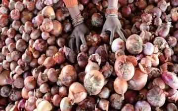 موج گرانی پیاز هم شروع شد