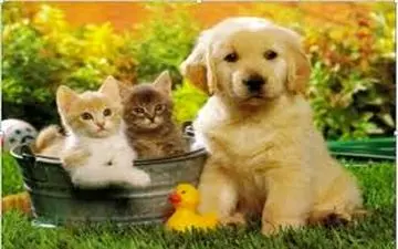 اگر در یک خانواده فردی به ویروس مبتلا شود، آیا حیوان خانگی هم در معرض ابتلا خواهد بود؟ 