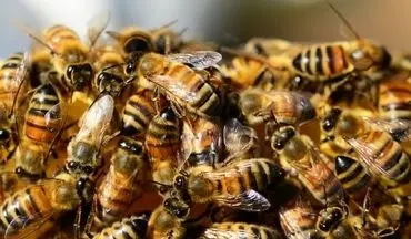 کشفی جدید درمورد زنبور عسل