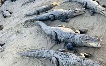 خطر حمله گاندوها به مردم سیل زده