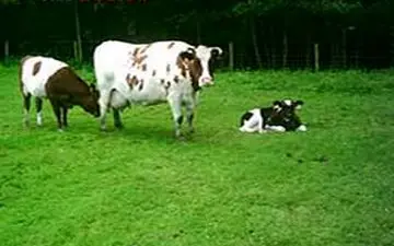 
تب کنگو در اصفهان 