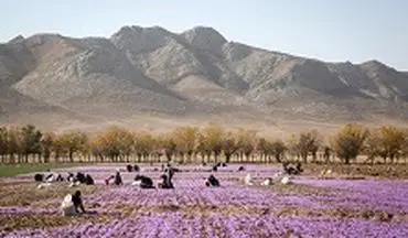 34 درصد زعفران ایران به کام کشورهای دیگر 