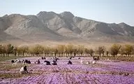 34 درصد زعفران ایران به کام کشورهای دیگر 