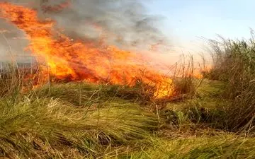 شعله های آتش به تالاب هشیلان هم رحم نکردند+فیلم
