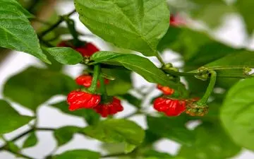 این خوراکی مزه مرگ می‌دهد/ تجربه وحشتناک چشیدن «نفس اژدها»