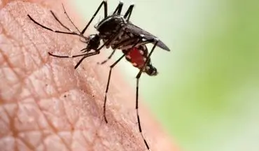 خبری مهم درباره موارد ابتلا به مالاریا در ایران 