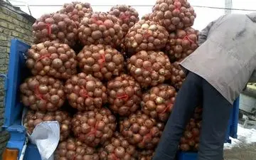 سیل دلیل گرانی پیاز اعلام شد