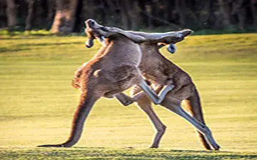 دعوای جالب کانگوروها به سبک بوکسورها + فیلم 