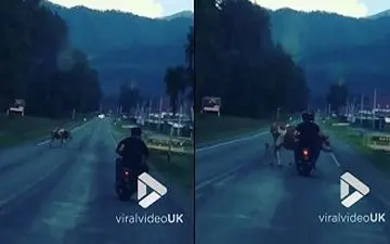 تصادف عجیب موتورسوار با گاو +فیلم