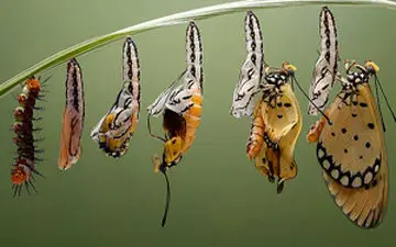 چرخه فوق العاده تماشایی تبدیل کرم ابریشم به پروانه+ فیلم