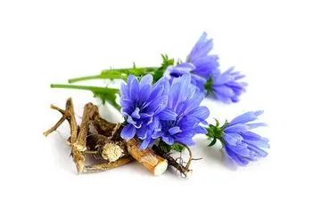 زنان باردار عرق کاسنی نخورند