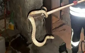 مار بازیگوش در منزل مسکونی یک کرمانشاهی