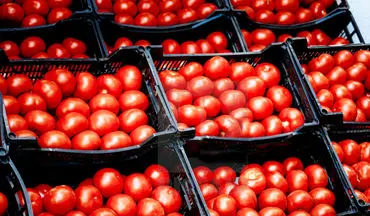 رقابت گوجه فرنگی با پیاز در گرانی+ آخرین قیمت