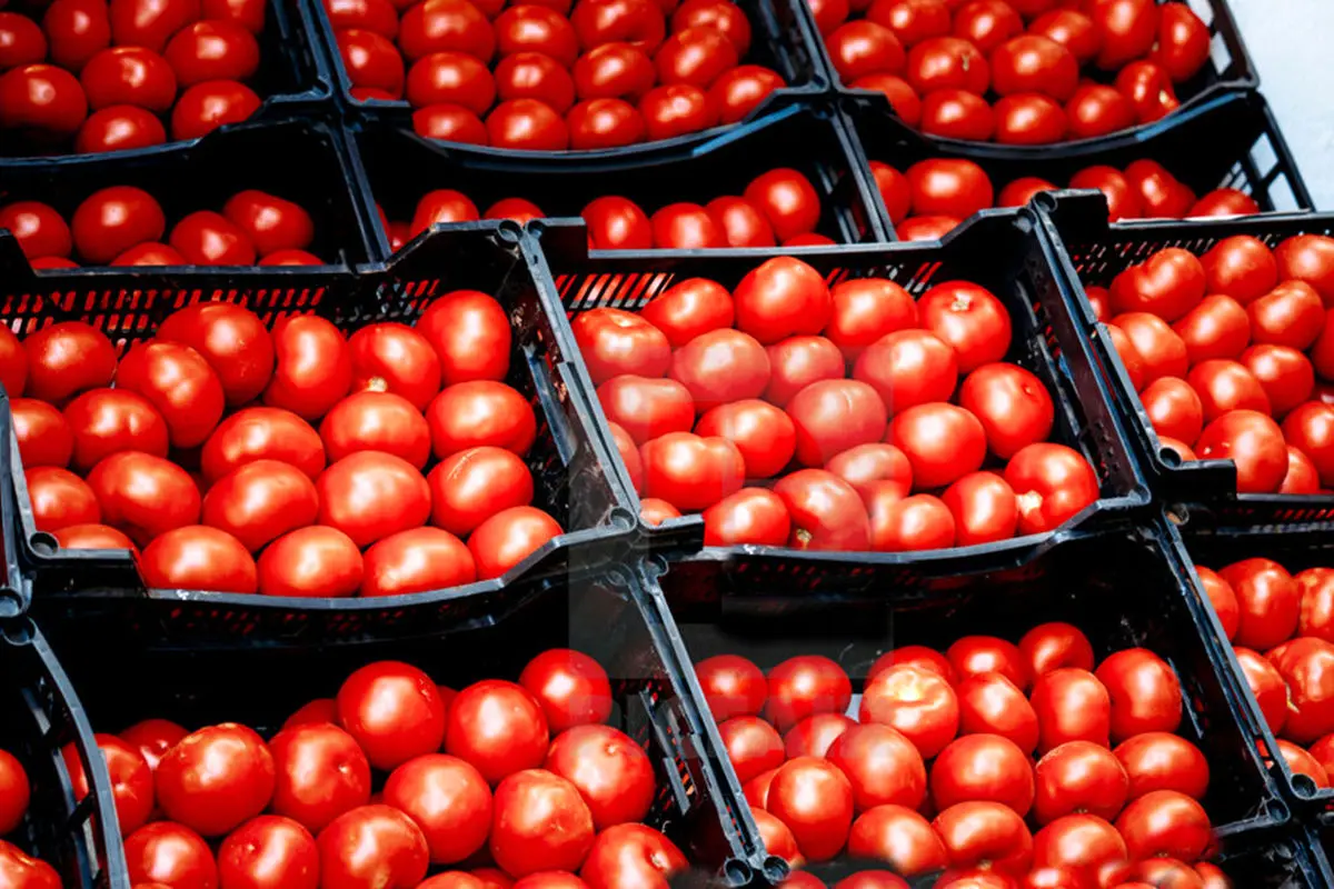 رقابت گوجه فرنگی با پیاز در گرانی+ آخرین قیمت