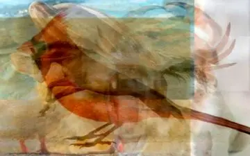 حقایق پنهان شخصیتی| از خرس تا خرچنگ؛ حیوانات چه چیزی در باره شخصیت ما می‌گویند؟