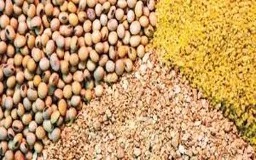 افزایش قیمت خوراک دام و طیور در بازارجهانی