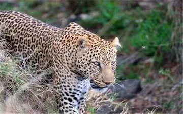 حمله پلنگ به مرد چوپان در ییلاقات ماسوله