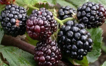 فواید بی نظیر این میوه تابستانی را دست کم نگیرید