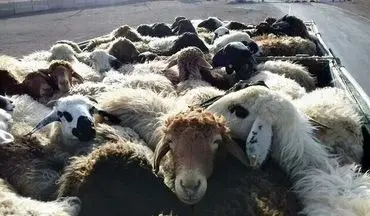 
کشف ۱۷ رأس احشام قاچاق در بندرلنگه
