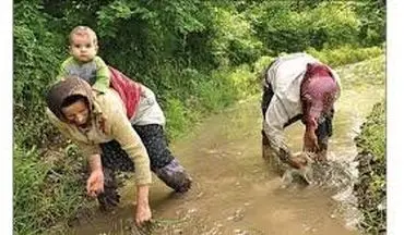 کار سخت و مزد کم، زنان کشاورز گیلان را رنج می‌دهد