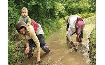 کار سخت و مزد کم، زنان کشاورز گیلان را رنج می‌دهد