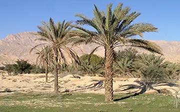 انتقام گرفتن درخت نخل از مردی که قصد قطع آن را داشت + فیلم 