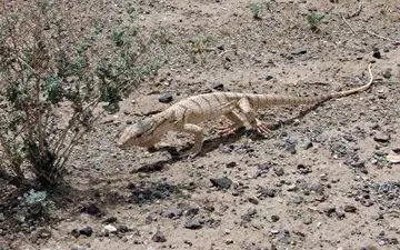 نجات بزمجه از چاه با تلاش محیط بانان در شاهرود