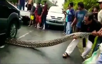 گیر کردن مار پیتون ۱۰ متری زیر چرخ‌های خودرو!+فیلم