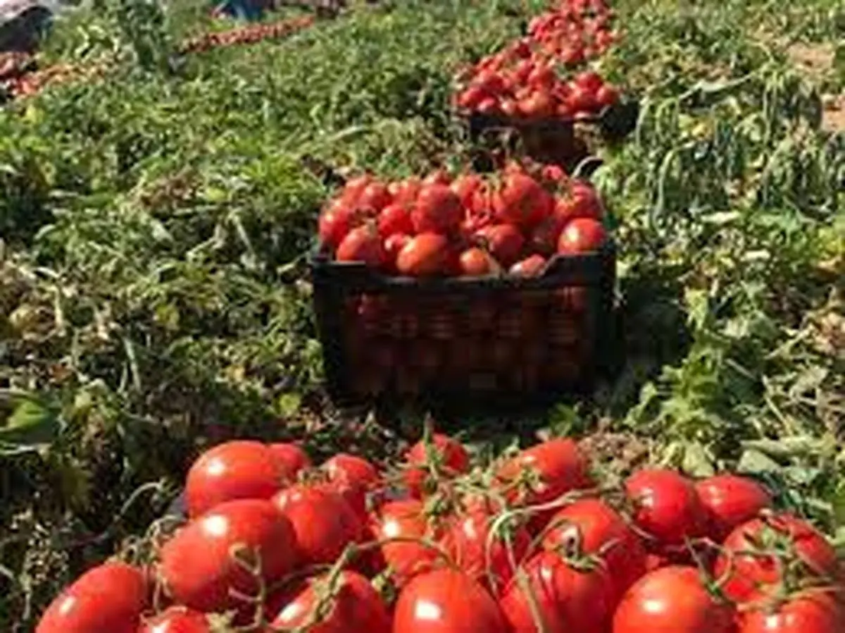قیمت گوجه فرنگی تا دو هفته آینده کاهش می‌یابد