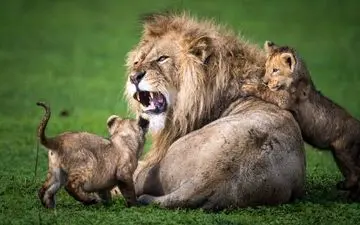 عکس منتخب نشنال جئوگرافیک | به وقت خانواده