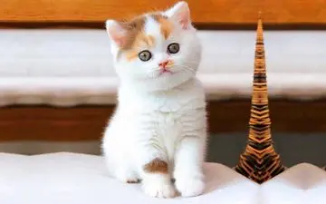 زیباترین گربه‌های جهان: کدام کشور صاحب نژادهای برتر است؟ | فیلم