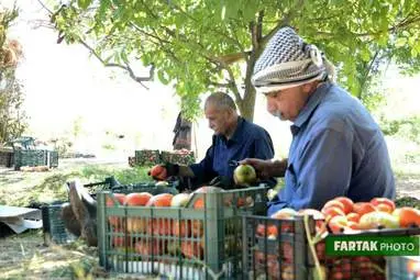  برداشت گوجه فرنگی از دشت‌ گهواره 