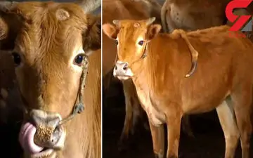 این گوساله شگفت انگیز 5 پا دارد + فیلم