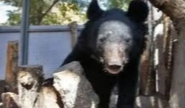 ۲ توله خرس سیاه بلوچی در گناباد کشف شد