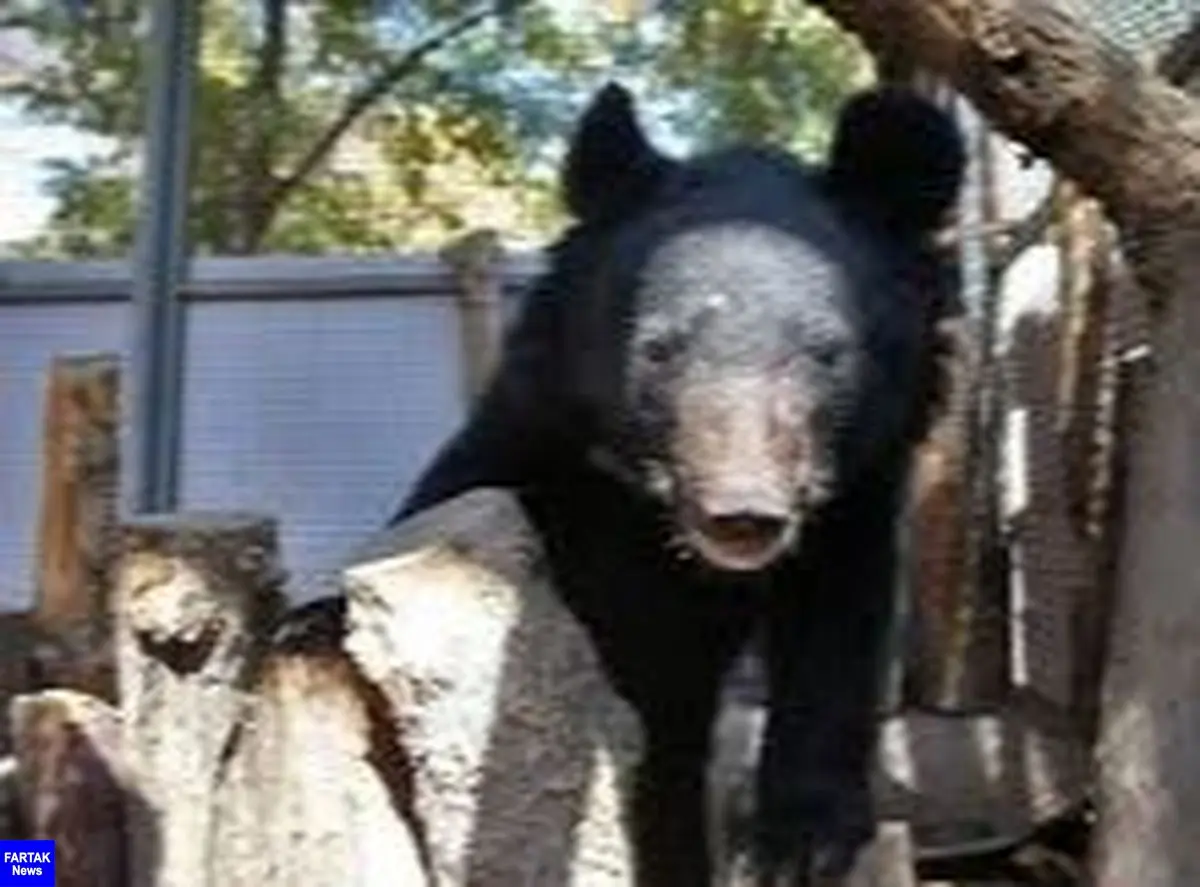 ۲ توله خرس سیاه بلوچی در گناباد کشف شد
