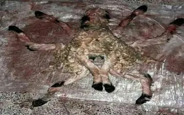 تولد یک نوزاد میش عجیب‌الخلقه در بوانات