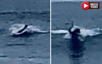 رویت یک جانور عجیب در چند قدمی ساحل! + فیلم 