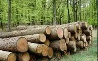 کاهش ۵ درصدی قاچاق چوب در کشور